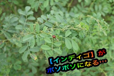 【インディゴ】がボソボソになるから…めちゃ塗りにくい