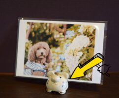 うちの桃次郎店長が持ってる もうひとつの顔とは。。。