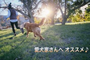 業界初!【トイプードル専用ローション】を2か月使ってみたら…