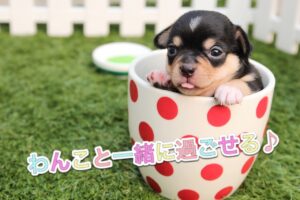 愛犬家さん必見!兵庫県で【わんこ】と同伴OKのヘアサロン☆彡