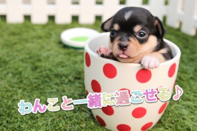 愛犬家さん必見！兵庫県で【わんこ】と同伴ＯＫのヘアサロン☆彡