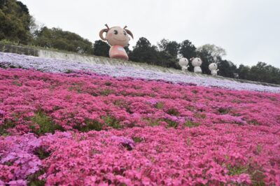 姫路の老舗「ヤマサ蒲鉾」で見ごろになってる【芝桜の小道】２０２２☆彡
