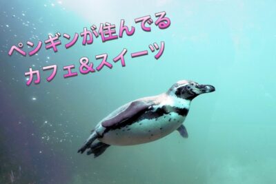 兵庫県でペンギンと出会えるカフェ♪【バランタイン】☆彡