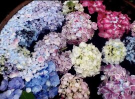 梅雨の湿気で”うねる・広がる”髪が【ヘナ染め】で変わる？！