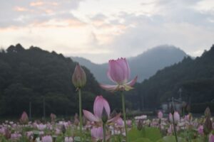 姫路のヤマサで初夏の名物【蓮の花苑】２０２２☆彡